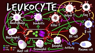 Leukocyte BTS Dynamite Parody  A Capella Science Immunology I [upl. by Colline]