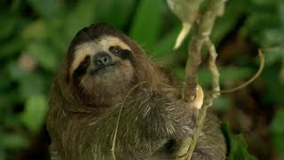 Sloth Combats Plant Defences in Incredible Behaviour  How Nature Works  BBC Earth [upl. by Ongineb]