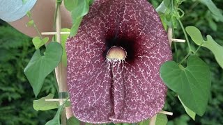 Waanzinnige plant de Aristolochia grandiflora [upl. by Nwavahs]