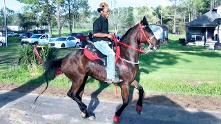 2024 Applying Pressure Stables Trail Ride [upl. by Malan]