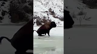 Byeson Yellowstone Park bison takes a slips falls on frozen creek Shorts [upl. by Osmond652]