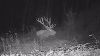 Boncanitul cerbului in zona BucovineiRed Deer stag bellowing in Bucovina [upl. by Oijres]