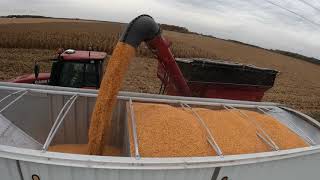 Red Gold  Corn Harvesting  CASE IH Axial Flow 5130  Magnum™ 250 Demco 750  Harvest 2020  5K [upl. by Noj]