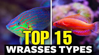 The 15 Most Incredible Types of Wrasses [upl. by Boys]