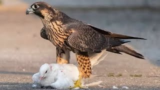 15 Brutal Moments Of Birds Battling Against Their Prey [upl. by Stoat]