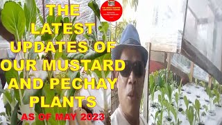 The The Latest Updates of Our Mustard and Pechay Plants Grown By Kratky Hydroponic System [upl. by Bumgardner]