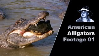 Alligator Eats Turtle Stock Footage [upl. by Viv284]