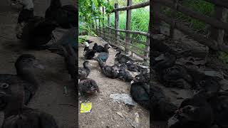 Ducker channel comedy birds youtube cute duck [upl. by Siubhan11]