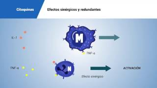 Citoquinas efectos sinérgicos y redundantes [upl. by Compton]