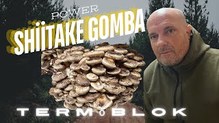 Shiitake gomba termőtalaj termőblokk készítése és kezelése [upl. by Telford687]