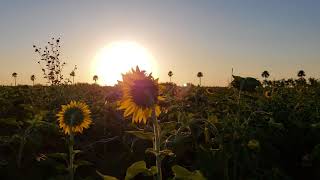 sunflower timelapse [upl. by Kcirddec258]