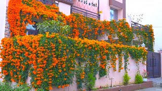 My Beautiful Orange Trumpet Vine 2022  Flame vine  Golden Shower  Pyrostegia venusta  Begonia [upl. by Norrej755]