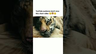 YouTube audience dont miss this short video 😊🐯😊 song bollywood love trending viralsong [upl. by Samuel]