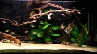 Pterophyllum scalare wild  II [upl. by Enial]