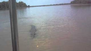 crocodile attacks boat in Australia [upl. by Terrel]