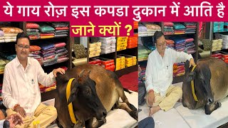 Gau mata viral Raipur Chhattisgarh यहि गौ माता रोज कपडा दुकान में आति है [upl. by Roskes]