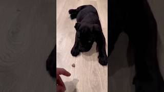 good boy  Memorizing lesson  getting trained shorts canecorso mastiff guarddog [upl. by Yekram301]