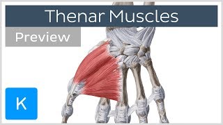 Thenar muscles of the hand preview  Human Anatomy  Kenhub [upl. by Glassman130]