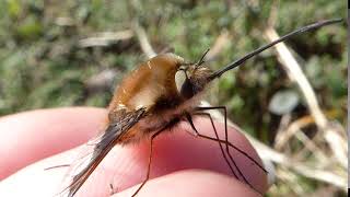 Bee fly Bombylius major [upl. by Joice]