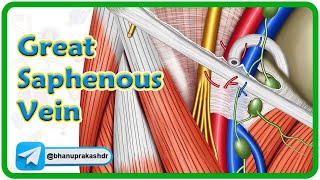 Great saphenous vein Anatomy animation  Location Course Tributaries and Drainage  USMLE Review [upl. by Hyacinth]