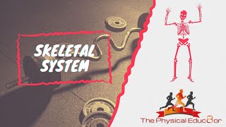 Physical Educ8or IB SEHS Skeletal System [upl. by Essyle]