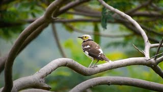 Blackcollared Starling Call birds birdsounds [upl. by Amahcen938]