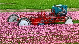 Tulpen koppen  Topping Tulips  Vido Fleur [upl. by Nagey]