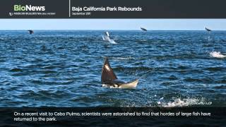 Science Bulletins Baja California Park Rebounds [upl. by Anaynek]