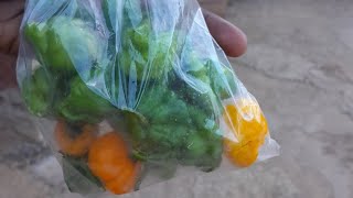 Harvesting Time  Scotch Bonnet [upl. by Liberati]