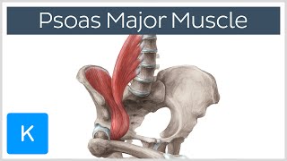 Psoas Major Muscle  Origins Innervation amp Action  Anatomy  Kenhub [upl. by Akerdal430]