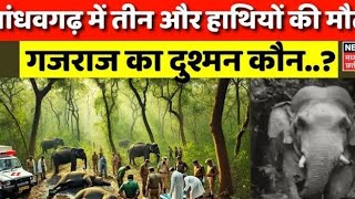 🦣🦣bandhavgarh National park 🐘🦣 khaniya me char hathiyon ki Hui dardnak maut trending elephant [upl. by Drucie114]