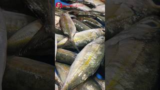 Ikan Katombo Segar Cocok Di Bakar Dan Di GorengMas Adhi Channel [upl. by Vyky516]