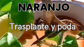 Trasplante y poda de naranjo sembrar cítricos en maceta consejos para cultivar plantas en maceta [upl. by Nnaeirual468]