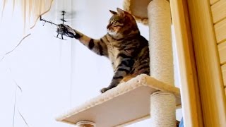 Bobo Cat vs RC Helicopter [upl. by Nicram953]