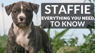 STAFFORDSHIRE BULL TERRIER 101  Everything You Need To Know About Owning a Staffie Puppy [upl. by Ititrefen774]