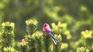 Lesser Redpoll Carduelis cabaret [upl. by Anna-Diane]