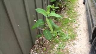 How to Plant Common Milkweed [upl. by Lyons]