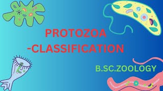 Protozoa classification FlagellataRhizopodaCiliophoraSporozoaMycetozoa in tamil 1st bsc zoology [upl. by Regazzi848]