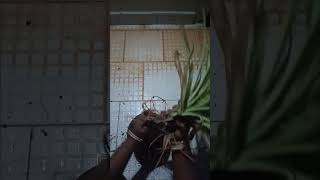 Repotting spider plant garden antimatter [upl. by Eigna]