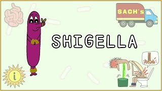 Shigella Simplified Morphology Pathogenesis Types Clinical features Treatment [upl. by Quar]