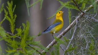 Prothonotary Warbler Sony A1Sony Alpha1 4k Frame Animation [upl. by Anilegna]