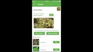 PlantSnap identifies a Marsh cinquefoil Comarum palustre [upl. by Roice262]