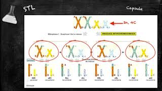 Conséquence du brassage chromosomique pendant la méiose BB [upl. by Srevart]