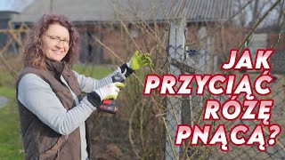 Jak przyciąć różę pnącą  Rozariapl [upl. by Behl]