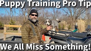 Puppy Training Pro Tip  We All Miss Something Some Of The Time [upl. by Dex927]