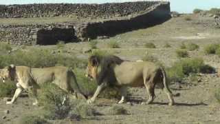 Karoo National Park Lions  Nov 2012 [upl. by Beutler]