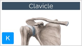 Clavicle Bone  Location Definition amp Function  Human Anatomy  Kenhub [upl. by Noit]