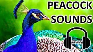 PEACOCK SOUNDS What sound does peacock make [upl. by Ody464]