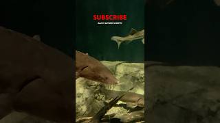 STURGEONS shorts nature animals [upl. by Eilyah596]