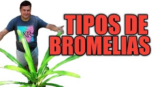 Tipos de Bromelias con Ricardo Negrón de la Hacienda Pepe Negrón [upl. by Rudiger331]